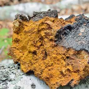 Chaga Icon
